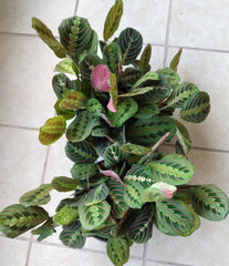 Maranta Leuconeura Red Prayer Plant - Small Rooted Plant + Free Cutting - Easy Care Indoor Plant - Prayer Plant