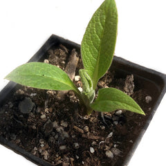Organic Comfrey Plant 2.5-inch Pot - Symphytum officinale - Medicinal Herb for Pollinator Gardens & Permaculture