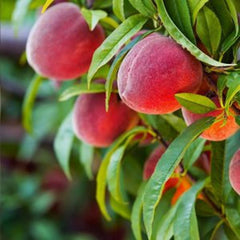 Red Haven Peach Tree - 24-36 Inches - Freestone, Almost Fuzzless, Sweet Flavor - Prunus persica - Disease Resistant, Self-Fertile