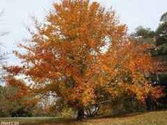 American Beech Plant in Quart Pot - Fagus grandifolia - Deciduous Tree for Landscaping & Gardens