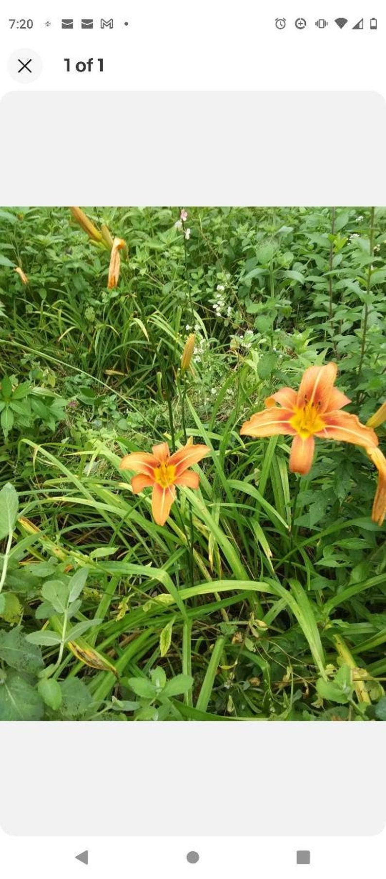 Day Lily Bare Roots (50) Orange - Hemerocallis Species - Easy to Plant Bulbs for Vibrant Summer Blooms