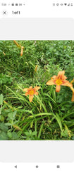 Day Lily Bare Roots (50) Orange - Hemerocallis Species - Easy to Plant Bulbs for Vibrant Summer Blooms