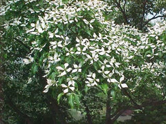 Kousa Dogwood Plants - 4" Container - 2 Pack - Cornus kousa - Ideal for Zones 5-8, Full Sun to Partial Shade