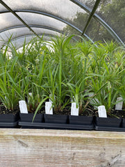 Dwarf Papyrus Live Plant 3.5" Pot - Cyperus papyrus 'Dwarf Form' - Full Sun to Part Shade - Zones 8-11