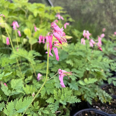 Fringed Bleeding Heart Live Plant 3.5" Pot - Dicentra eximia - Shade Perennial for Zones 3-9 - Eastern North America Native