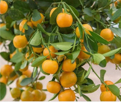 Calamondin Tree in Half Gallon Pot - Tac Chua Citrus Hybrid (Citrus mitis) for Florida Shipping Only