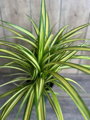 Large Variegated Dwarf Pandanus in 1 Gallon Pot - Pandanus baptistii Aureus - Fast-Growing Ornamental Plant