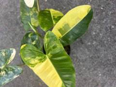 Variegated Burle Marx Plant in 4" Pot - Philodendron 'Burle Marx' - Low Maintenance Indoor Aroid for Home Decor