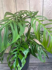 Large Monstera Esqueleto Plant in 10” Pot | Monstera epipremnoides | Stunning Fenestrated Leaves