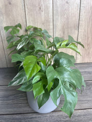 Mini Monstera Plant in 6" Pot - Rhaphidophora tetrasperma, Dwarf Monstera, Easy Care Indoor Climbing Plant