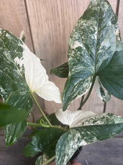 Syngonium Podophyllum Albo-Variegatum Plant in 4" Pot | Variegated Indoor Houseplant for Bright Indirect Light