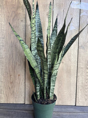 Sansevieria Zeylanica Snake Plant in 6" Pot - Hardy Indoor Air Purifying Houseplant - Mother-in-Law's Tongue Plant