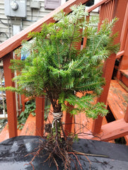 Balsam Fir Bare Root Seedlings (12) + White Pine (10) + Red Spruce (6) + Conifer Trees for Planting - Perfect for Christmas Decor