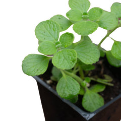 Organic Vicks Plant in 2.5-Inch Pot - Plectranthus tomentosa - Naturally Grown, No Chemicals, Healthy Indoor Herb