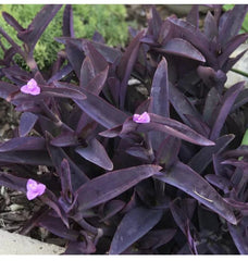 Purple Heart Plant - 1 Small Rooted Setcreasea Pallida + 1 Free Cutting - Easy Care Indoor/Outdoor Plant