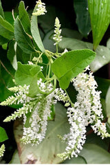 Sweet Almond Bush 6" Pot - Aloysia virgata - Fragrant Flowering Shrub - Aromatic Lemon-Scented Leaves - Pollinator Friendly