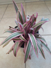 Tradescantia Spathacea Starter Plant + 1 Free Cutting - Oyster Plant - Easy Care Houseplant for Warm Zones