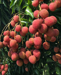 Sweetheart Lychee Tree in 10" Pot - Air Layered, Aromatic Fruit, Litchi chinensis - No Shipping to HI
