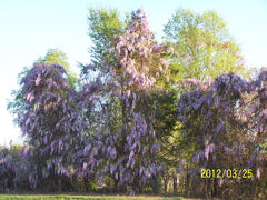 Wisteria Trees - 4" Container - Blue-Violet Flowers - Wisteria Sinensis - Hardy Climbing Vine - Zones 3-8 - 6-8" Tall