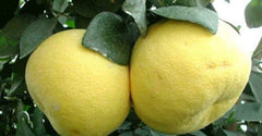 Grafted Hirado Pummelo Tree 1/2 Gal Pot | Citrus Grandis | Sweet & Tangy Fruit | Tropical Garden Plant