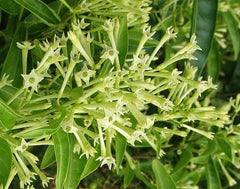 Night Blooming Jasmine Plant in 4" Pot, Cestrum nocturnum, Fragrant White-Yellow Flowers, Easy Care Indoor/Outdoor Plant