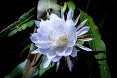 Night Blooming Cactus in 4" Pot - Epiphyllum oxypetalum, Queen of the Night Orchid, Fragrant White Flowers