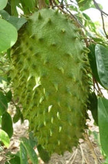 Soursop Tree 3 Gallon Pot Guanabana Anona Muricata, Tropical Fruit Plant - No Ship to CA and HI