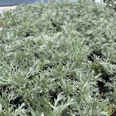 Wormwood Plant 3.5" Pot Silver Mound Artemisia schmidtiana Live Plant for Full Sun, Zones 3-8