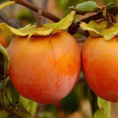 Persimmon Tree Seedling - Up to 2 ft Tall - Prok, American, Fuyu - Diospyros kaki