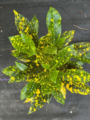 Croton Gold Star Plant in 4" Pot, Colorful Foliage, Codiaeum variegatum, Indoor Outdoor House Plant