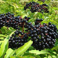 Elderberry Bush - Large Well-Rooted Plant - Sambucus nigra - Healthy Stock for Garden or Landscaping