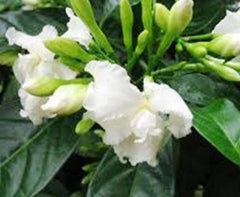 Crape Jasmine Live Plant | 8-14 Inch | Florida Gardenia | Double Petal Fragrance Flowers | Half Gallon Pot