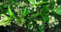 Night Blooming Jasmine Plant 6" Pot Cestrum Nocturnum 1ft Tall Fragrant Flowering Plant