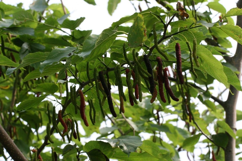 Pakistan Mulberry Fruit Tree - 1 to 2 ft Tall - 6" Pot - Morus nigra - Black Mulberry for Fresh Eating & Gardening
