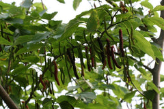 Pakistan Mulberry Fruit Tree - 1 ft Tall in 6" Pot - Black Mulberries, Morus nigra - Ideal for Fresh Eating