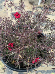 Leptospermum 'Ruby Glow' Plant in 1 Gallon Pot - 3-5" Tall - Australian Tea Tree for Garden or Landscape