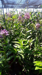 Purple Epidendrum Orchid Plants in 6" Pot - Vibrant Purple Color - Ideal Houseplant - Epidendrum Orchidaceae