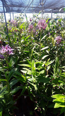 Purple Epidendrum Orchid Plant - 3" Pot - Vibrant Purple Blooms - Epidendrum Orchid