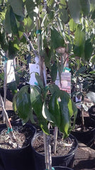 Lychee Tree - 3 Feet Tall - Airlayered Live Plant in 3 Gal Pot - Fresh from Our Garden - Good Root System
