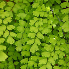 Southern Maidenhair Fern Plant - 6" Pot - Adiantum capillus-veneris - Live Indoor/Outdoor Houseplant - Fresh from Our Garden