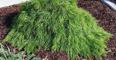 Cousin Itt Little River Wattle Plant - 4" to 6" - Acacia cognata - Evergreen with Blue-Green Foliage - Live Starter Plant