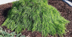 Cousin Itt Little River Wattle Plant - 4" Starter - Acacia cognata - Compact Evergreen with Blue-Green Foliage - Fresh from Garden