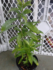 Night Blooming Jasmine Plant - 1 Gal Pot - Cestrum nocturnum - Fragrant Night-Blooming Cestrim for Gardens and Borders
