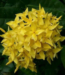 Ixora Plant in 6" Pot, Taiwanese Yellow Variety, Tropical Flowering Shrub, Ixora chinensis