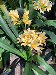 Clivia Live Plant 6" Pot Yellow Variety with 5-6 Leaves - Clivia miniata