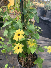 Yellow Thunbergia Alata Vine Live Plant 6" Pot - 2 Feet Tall, Black-Eyed Susan Vine, Thunbergia Alata