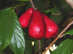 Malay Apple Tree - 3 Gallon Pot - Syzygium malaccense - Mountain Apple - 3 Feet Tall - Juicy Red Fruit