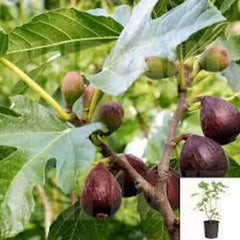 Violette de Bordeaux Fig Tree - 3 Gal Pot - Dwarf Purple-Black Fruit - Ficus carica