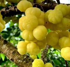 Tropical Gooseberry Plant - 3 Gal Pot - Chùm Ru?t - Amla Berry (Indian Gooseberry) - 2 to 3 Feet Tall