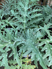Greenglobe Artichoke Live Plant 6" Pot - Cynara scolymus, 1ft Tall, Edible Vegetable, Garden Plant, Organic Gardening